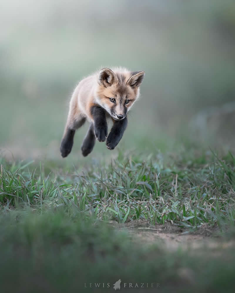 Dreamlike Wildlife Photography by Lewis Frazier