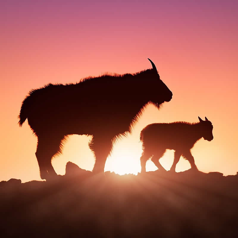 Dreamlike Wildlife Photography by Lewis Frazier