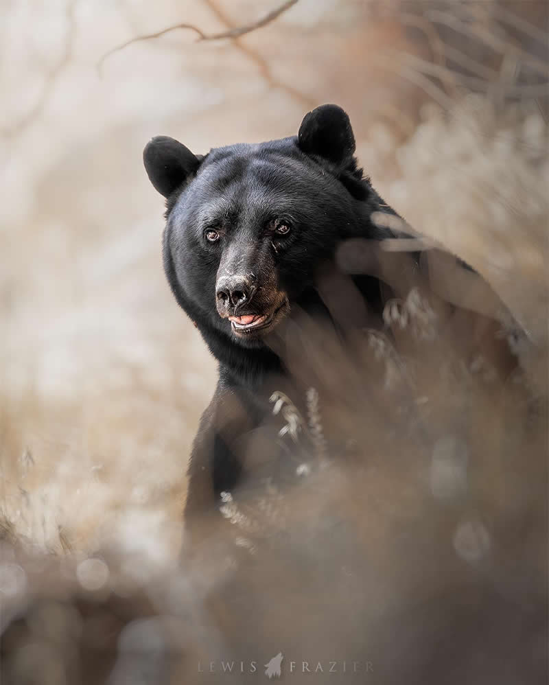 Dreamlike Wildlife Photography by Lewis Frazier