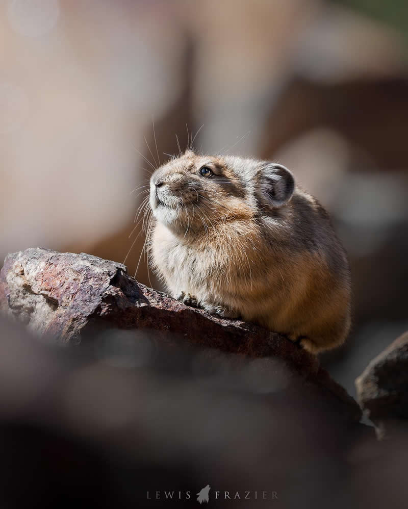 Dreamlike Wildlife Photography by Lewis Frazier