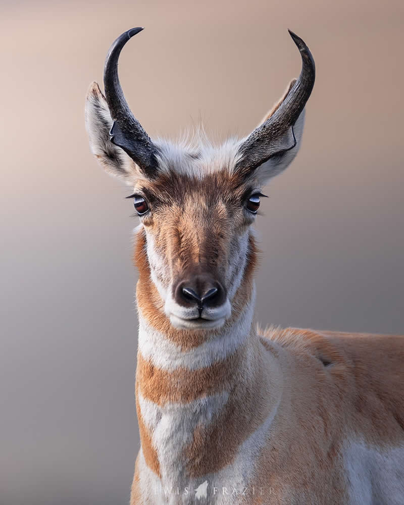 Dreamlike Wildlife Photography by Lewis Frazier