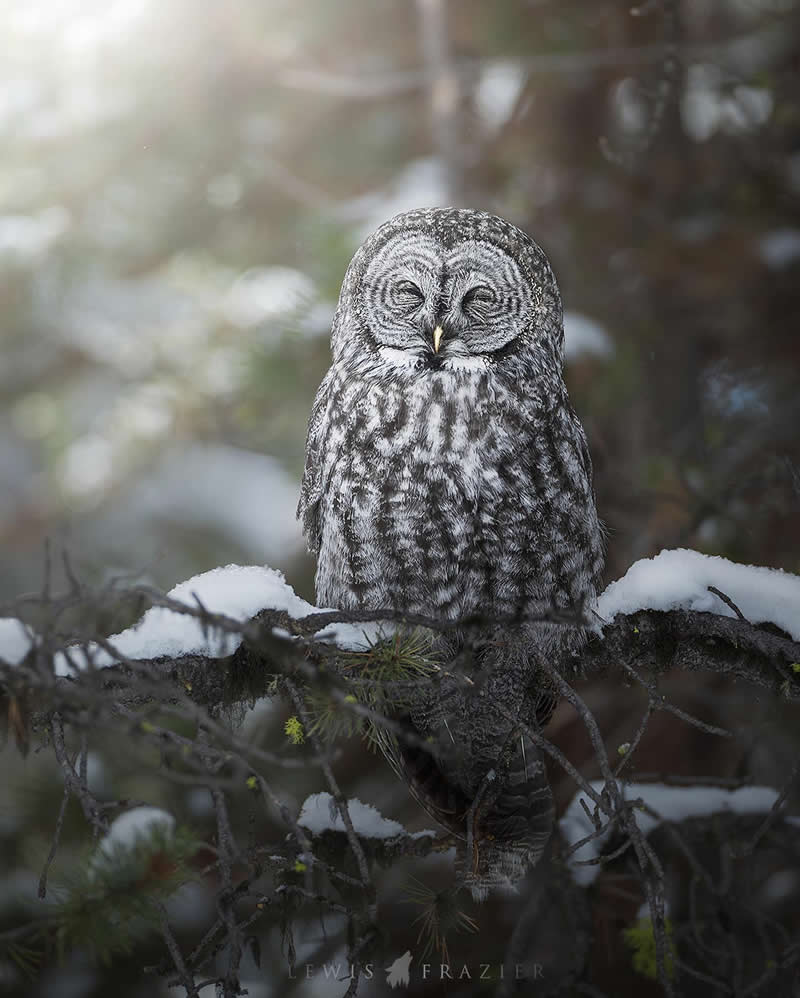 Dreamlike Wildlife Photography by Lewis Frazier