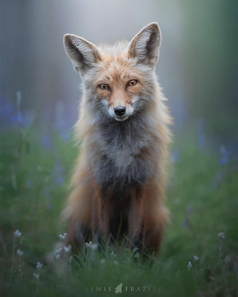 Dreamlike Wildlife Photography by Lewis Frazier