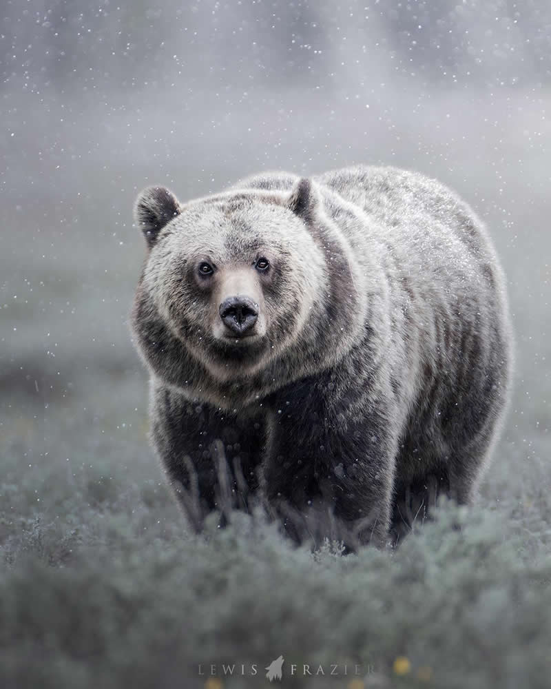 Dreamlike Wildlife Photography by Lewis Frazier