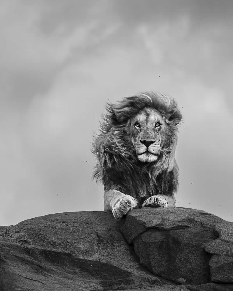 Silver Award- “King Of The Kopjes” by Zita Quentin