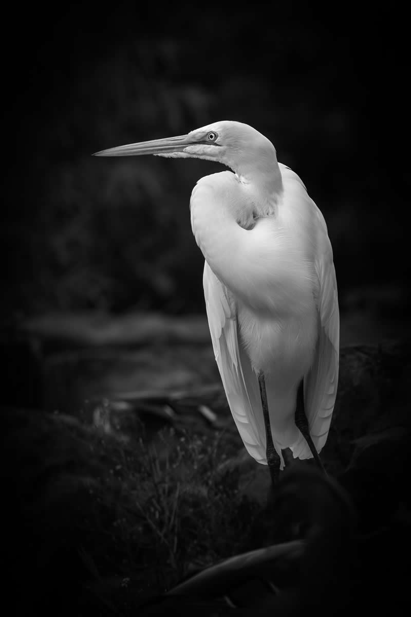 “The Messenger” by David Stine