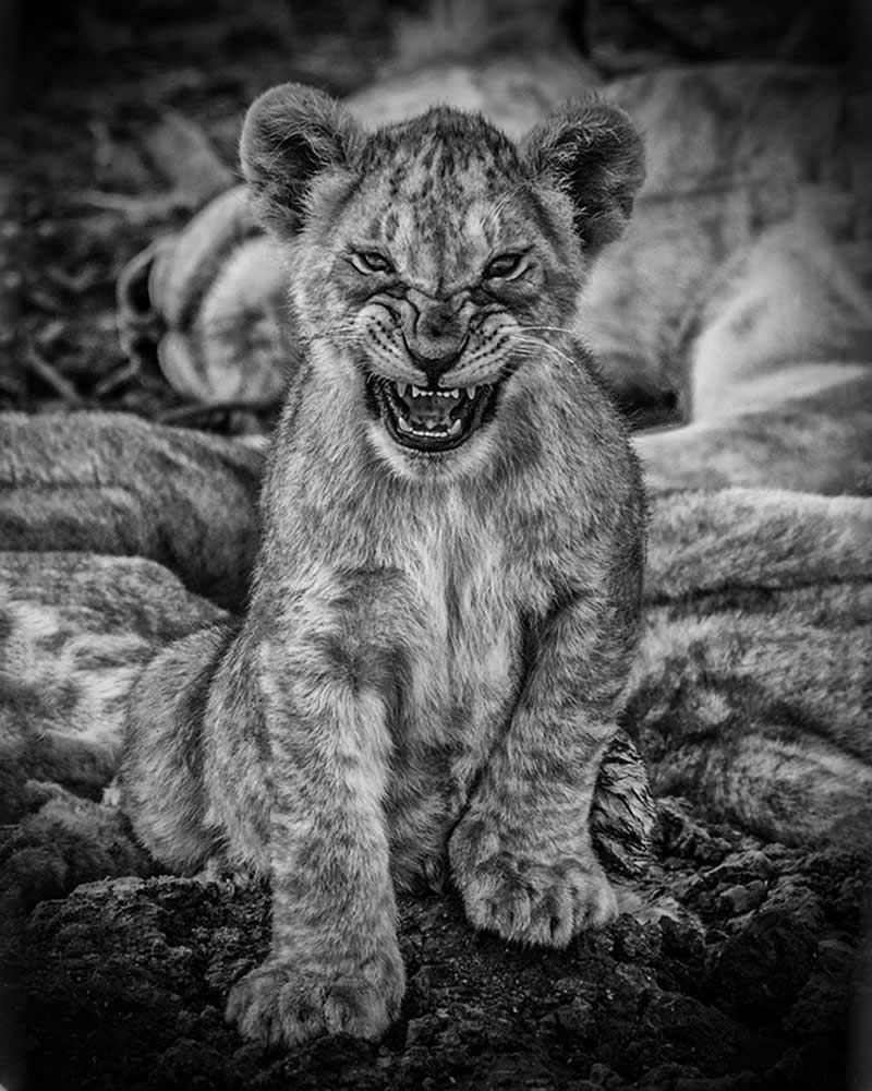 “Brave Little Lion Cub” by Lori Metcalfe