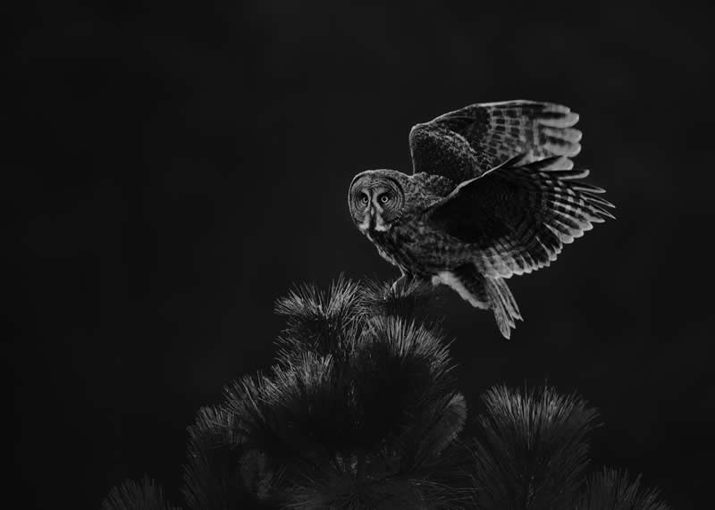 “Night Stalker” by Peter Ismert