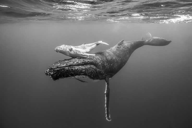 “Mother & Child” by Zach Parker