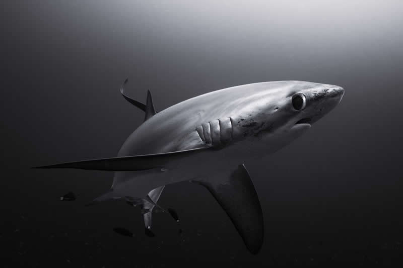 “Side Eye” by Francesco Negri