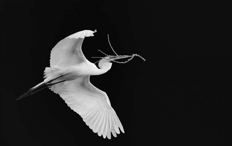 “Nest Builder” by Rob Smith