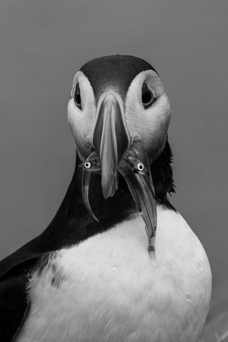 “A Puffin’s Beak, A Puffling’s Meal” by Maria Ciampini