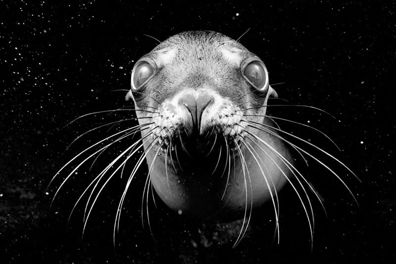“Portrait of a Young Sea Lion” by Rick Francis