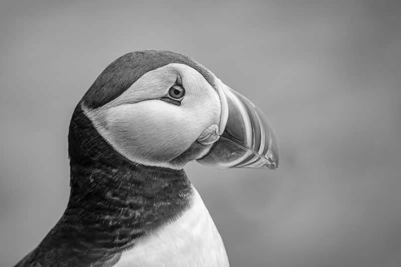 “Puffin Portrait” by Joern Eilertsen