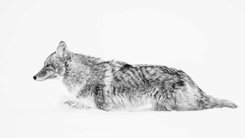 “Coyote Looking For Love” by Kasey Mueller