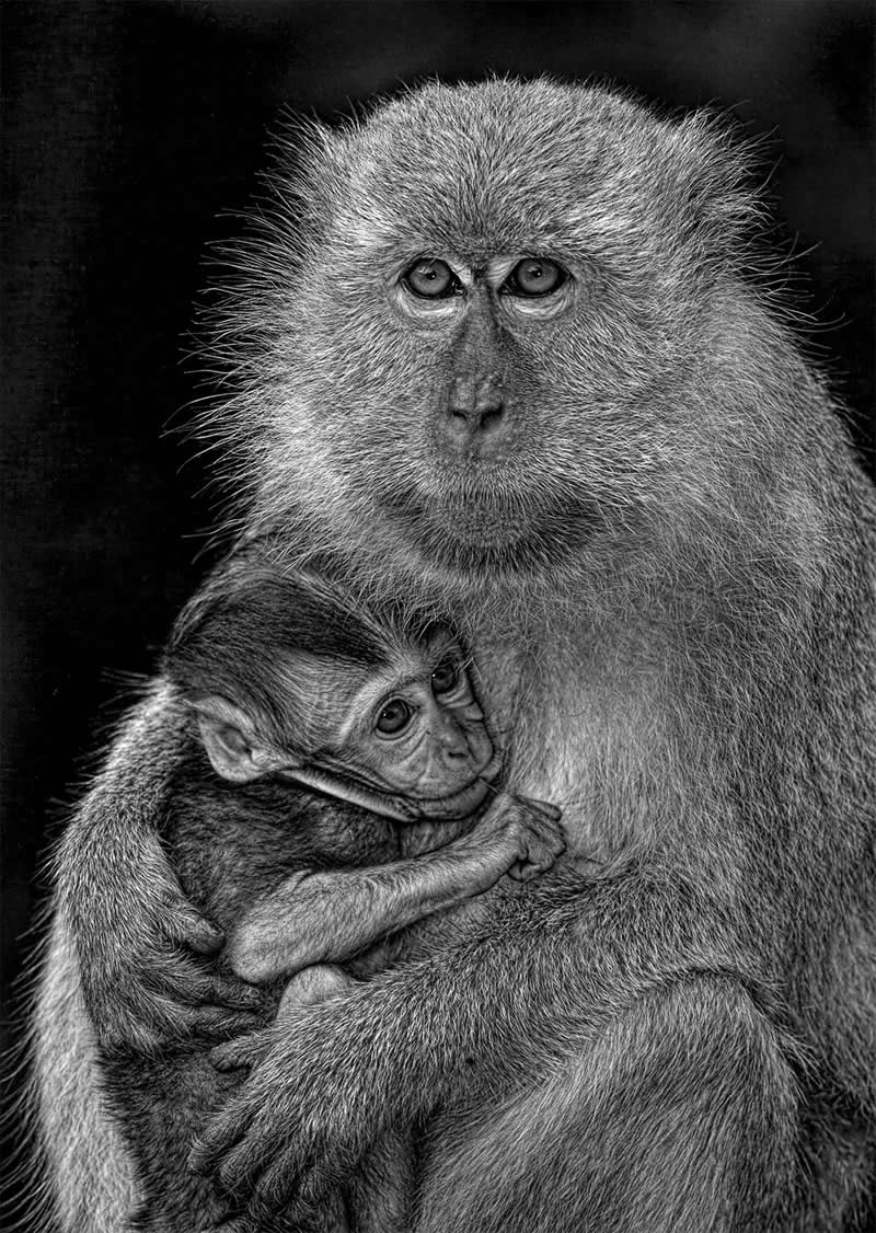 “Long-tailed Macaques” by Graeme Guy