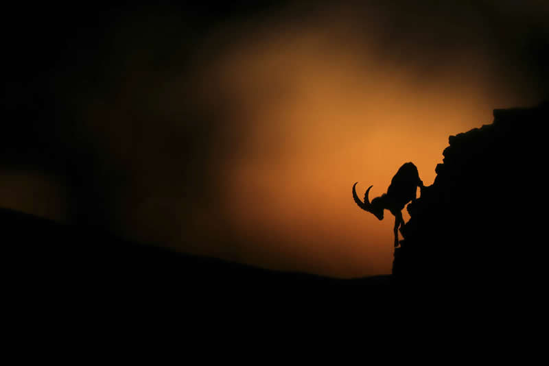 2026 Memorial Maria Luisa Awards: Best Mountain & Nature Photos Revealed 36 Silhouette of a mountain goat standing on a steep rocky cliff against a glowing orange sky at dusk.