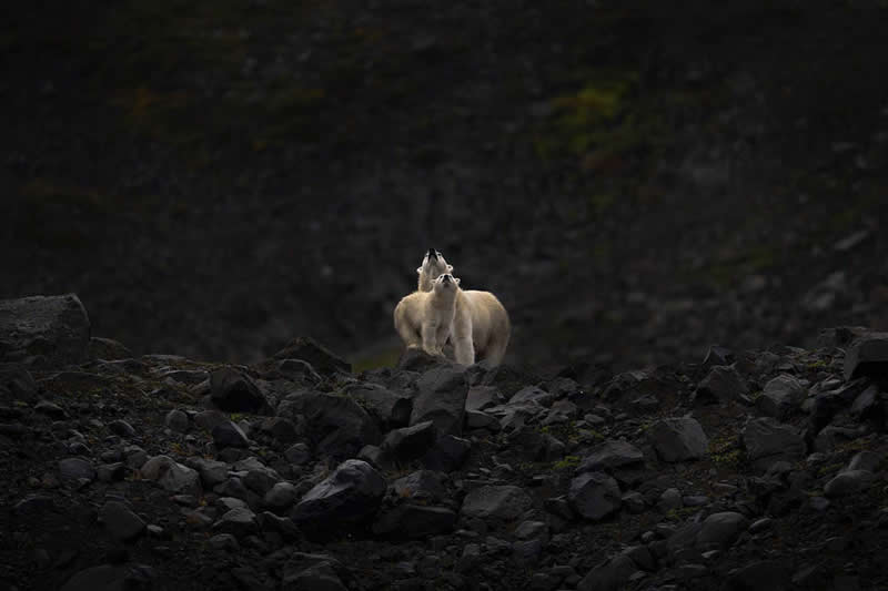 2026 Memorial Maria Luisa Awards: Best Mountain & Nature Photos Revealed 47 Two Arctic wolves standing on rocky terrain with heads raised, appearing to sniff the air against a dark natural background.