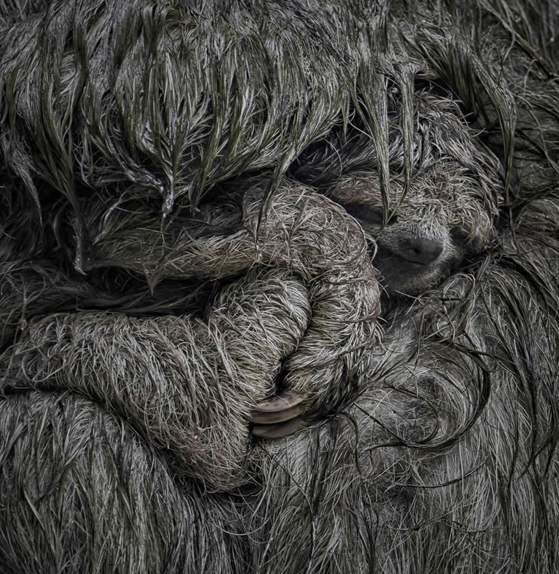2026 Memorial Maria Luisa Awards: Best Mountain & Nature Photos Revealed 48 Close-up of a baby sloth nestled within its mother’s thick fur, blending into the texture while being held protectively.