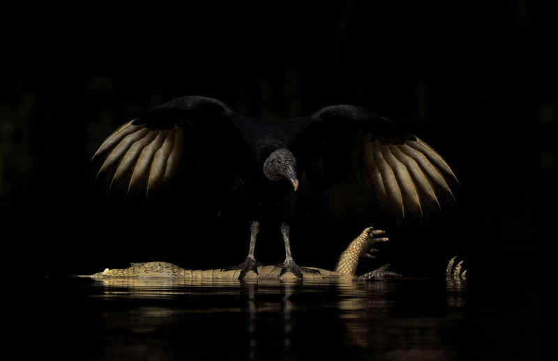 2026 Memorial Maria Luisa Awards: Best Mountain & Nature Photos Revealed 49 A vulture with wings spread standing on a dead crocodile in dark water, illuminated dramatically against a black background.