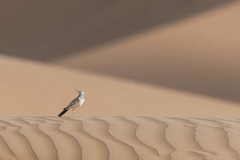 2026 Memorial Maria Luisa Awards: Best Mountain & Nature Photos Revealed 50 A small bird standing on rippled sand dunes in a desert, with smooth flowing patterns and soft light in the background.