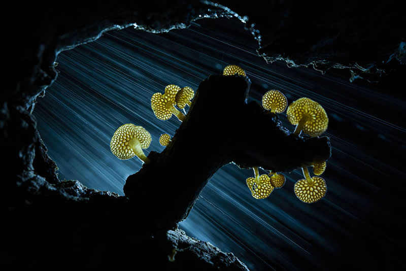 2026 Memorial Maria Luisa Awards: Best Mountain & Nature Photos Revealed 51 Glowing mushrooms growing on a branch inside a dark hollow, illuminated with streaks of light creating a dramatic and ethereal scene.