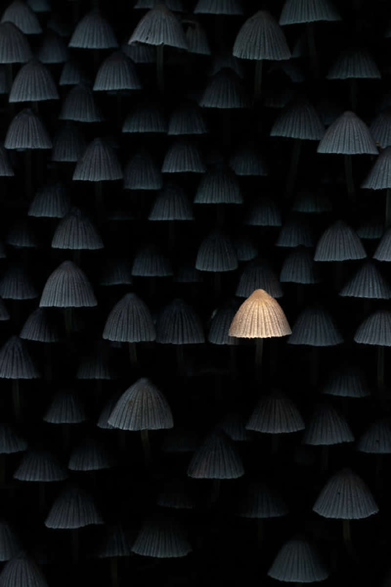 2026 Memorial Maria Luisa Awards: Best Mountain & Nature Photos Revealed 52 One illuminated mushroom among many dark mushrooms, standing out in contrast against a black background.