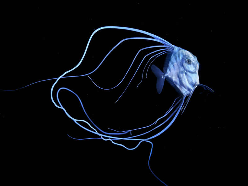 2026 Memorial Maria Luisa Awards: Best Mountain & Nature Photos Revealed 53 A deep-sea fish with long glowing filaments swimming in dark water, illuminated against a black background.