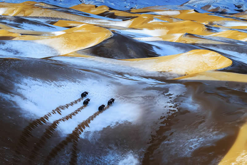 2026 Memorial Maria Luisa Awards: Best Mountain & Nature Photos Revealed 56 A small herd of animals walking across snowy sand dunes, leaving visible tracks in a patterned desert landscape.