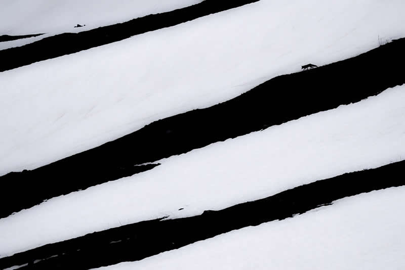 2026 Memorial Maria Luisa Awards: Best Mountain & Nature Photos Revealed 60 A lone fox walking across a snowy landscape with strong black and white contrasting patterns forming abstract stripes.