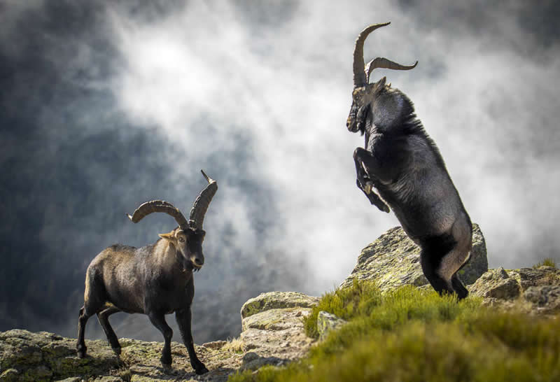 2026 Memorial Maria Luisa Awards: Best Mountain & Nature Photos Revealed 65 Two mountain ibex fighting on rocky terrain, one rearing up while the other stands firm against a misty mountain background.