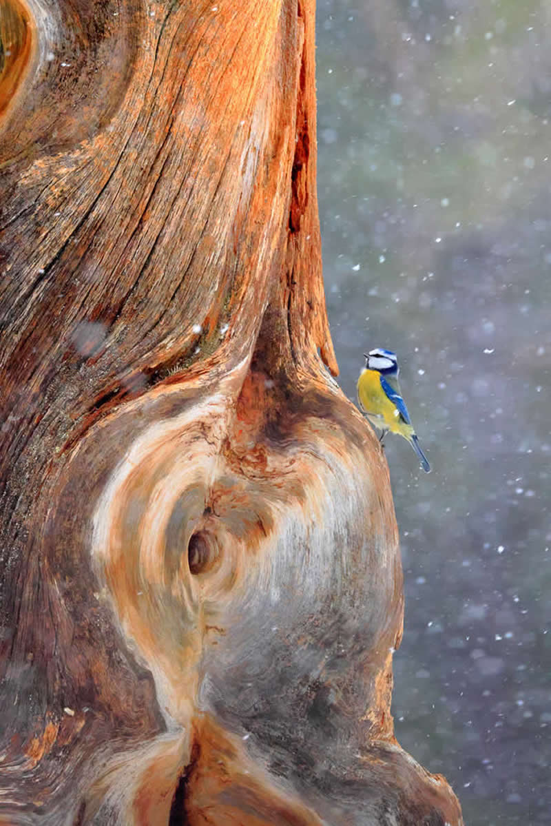 2026 Memorial Maria Luisa Awards: Best Mountain & Nature Photos Revealed 66 A small blue and yellow bird perched on a large textured tree trunk with light snow falling in a soft, blurred background.