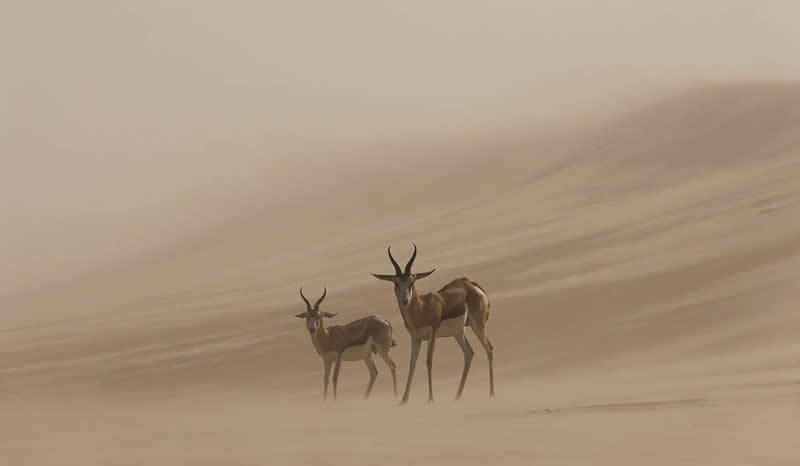 2026 Memorial Maria Luisa Awards: Best Mountain & Nature Photos Revealed 35 Two antelopes standing in a sandstorm in a desert, partially obscured by blowing sand, symbolizing resilience and survival.