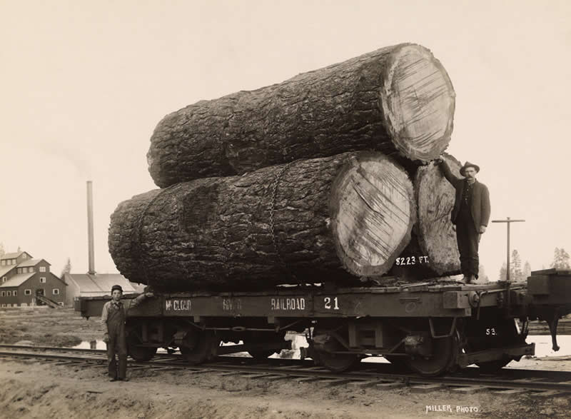 Logs loaded on a railroad flatcar in Oregon, circa 1900s.