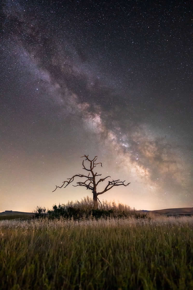 Lone tree standing in a grassy field beneath the Milky Way galaxy with thousands of stars glowing across the night sky.