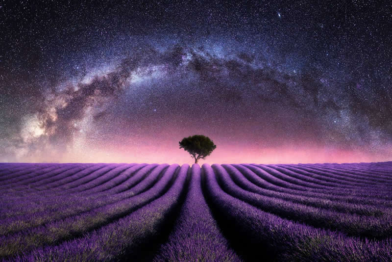 A field of lavender stretches out beneath a colorful night sky, where a single tree stands under the arching Milky Way, setting a dramatic and dreamlike mood.