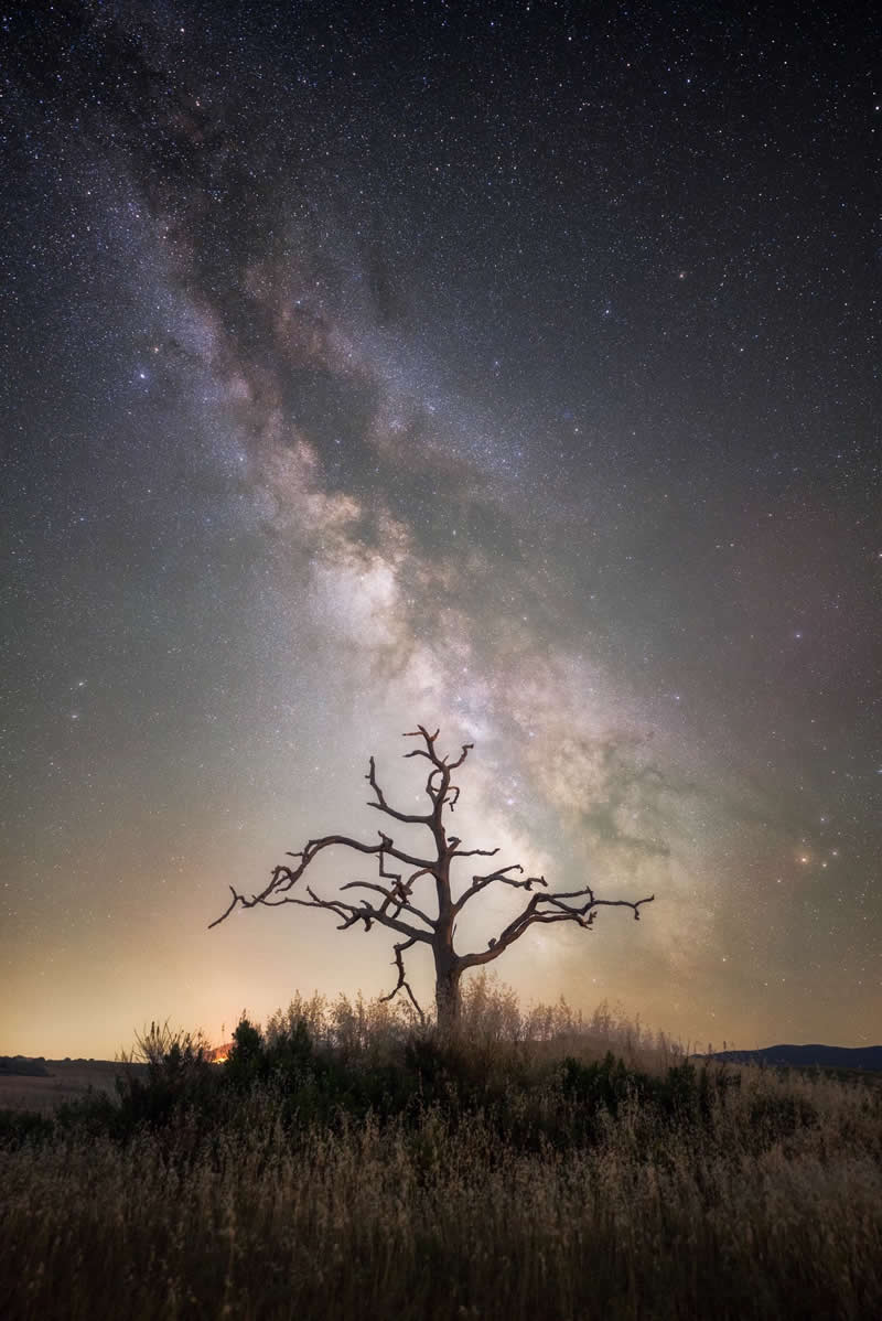Silhouette of a lone tree beneath the Milky Way galaxy with thousands of stars stretching across the night sky above a quiet natural landscape.