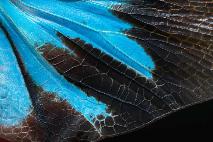 Portfolio (Story-Telling), 3rd Place: Wings Of Wonder By Ammar Alsayed Ahmed | HIPA Photography Award Winners