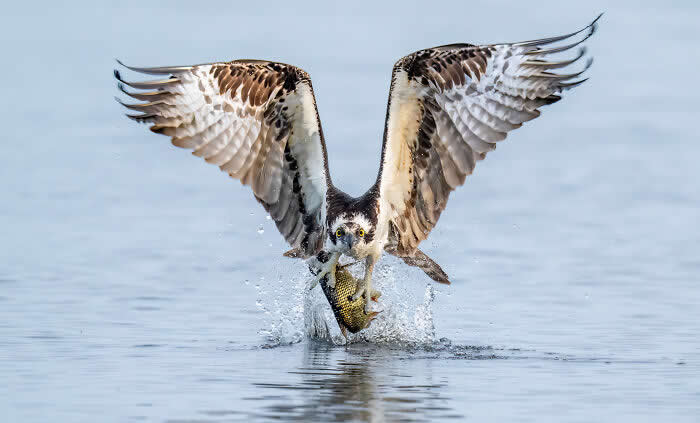 Special Award: Mark Smith | HIPA Photography Award Winners