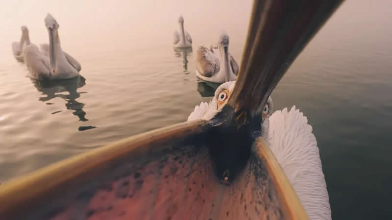 Funny Nature - Winner: "Into the Gape: Dalmatian Pelican at Dawn" by Panagiotis Xaxiris - The Nature Photography Contest Winners