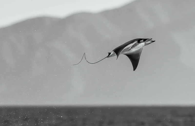 Photographer of the Year: "Mobula Rocket" by Angela J Sanchez - The Nature Photography Contest Winners