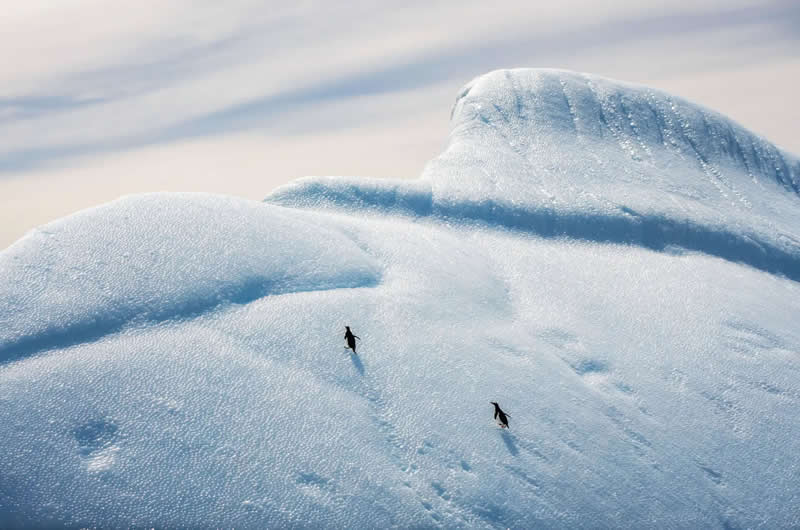 "Two Silhouettes on the Ice" by Xi Liu - The Nature Photography Contest Winners