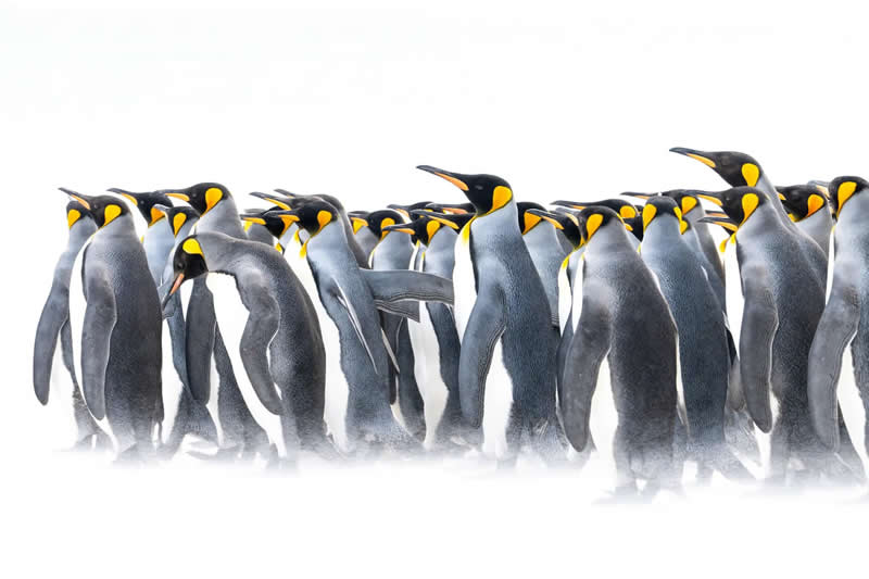 "The Chorus of Silence" by Thomas Andy Branson - The Nature Photography Contest Winners