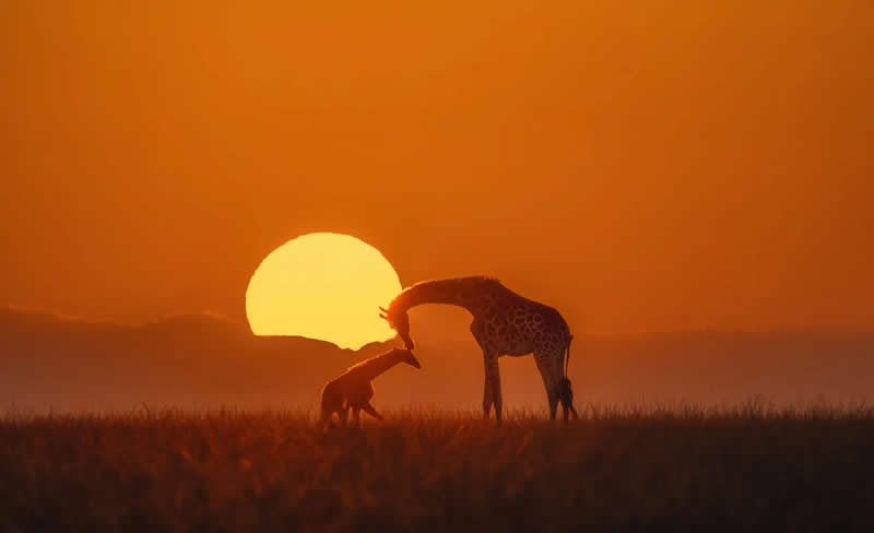 "Snuggle" by Min Li - The Nature Photography Contest Winners