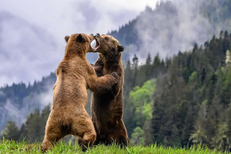 "She's Mine, Back Off" by Jill Hill - The Nature Photography Contest Winners