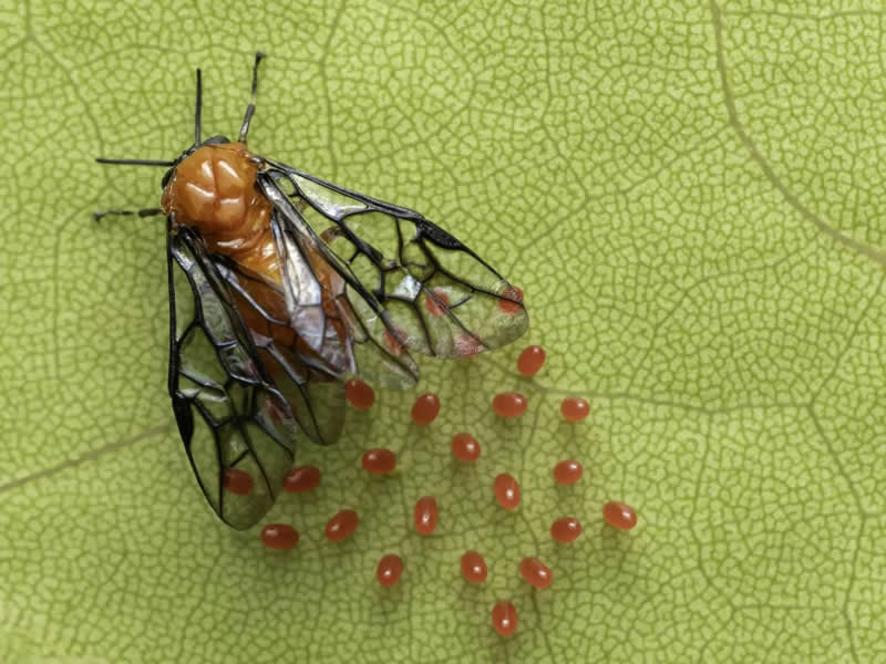 "Seeds of Life" by Alicia Luna - The Nature Photography Contest Winners