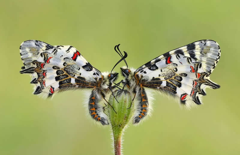 "Symmetry" by Hasan Baglar - The Nature Photography Contest Winners