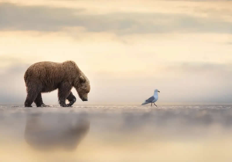 Wildlife - Winner: "Following" by Janet Gustin - The Nature Photography Contest Winners