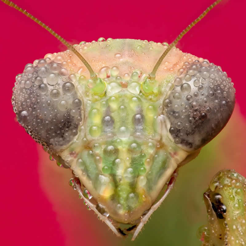 "Dew Covered Mantis" by Lane Kirstein - The Nature Photography Contest Winners