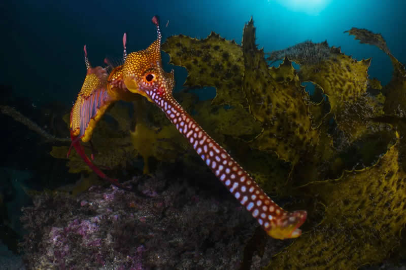 "Shout and About" by Daniel Sly - The Nature Photography Contest Winners